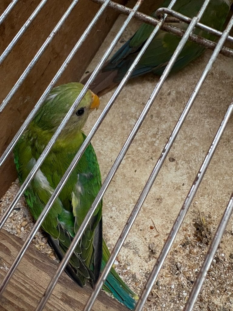 Pruimkop, Geslacht onbekend, Parkiet, Geringd