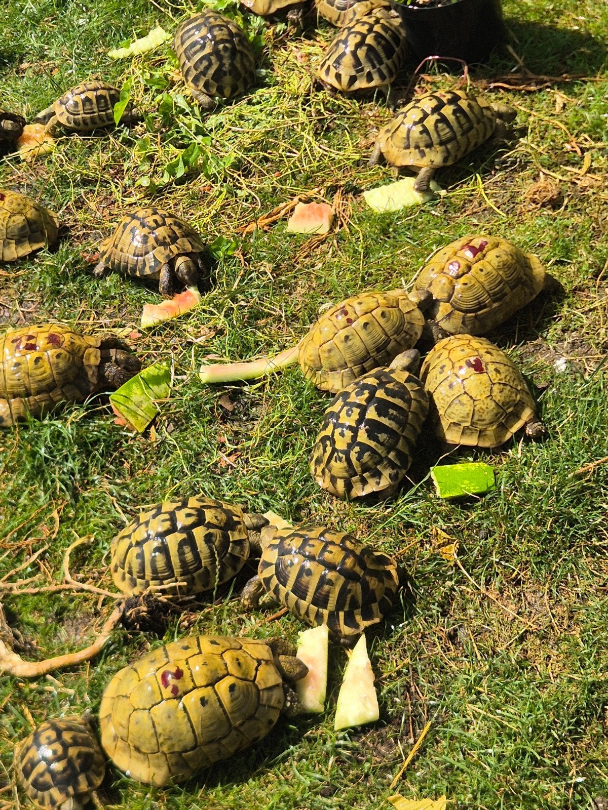 Tortue hermann boettgeri, Animaux & Accessoires, Tortue