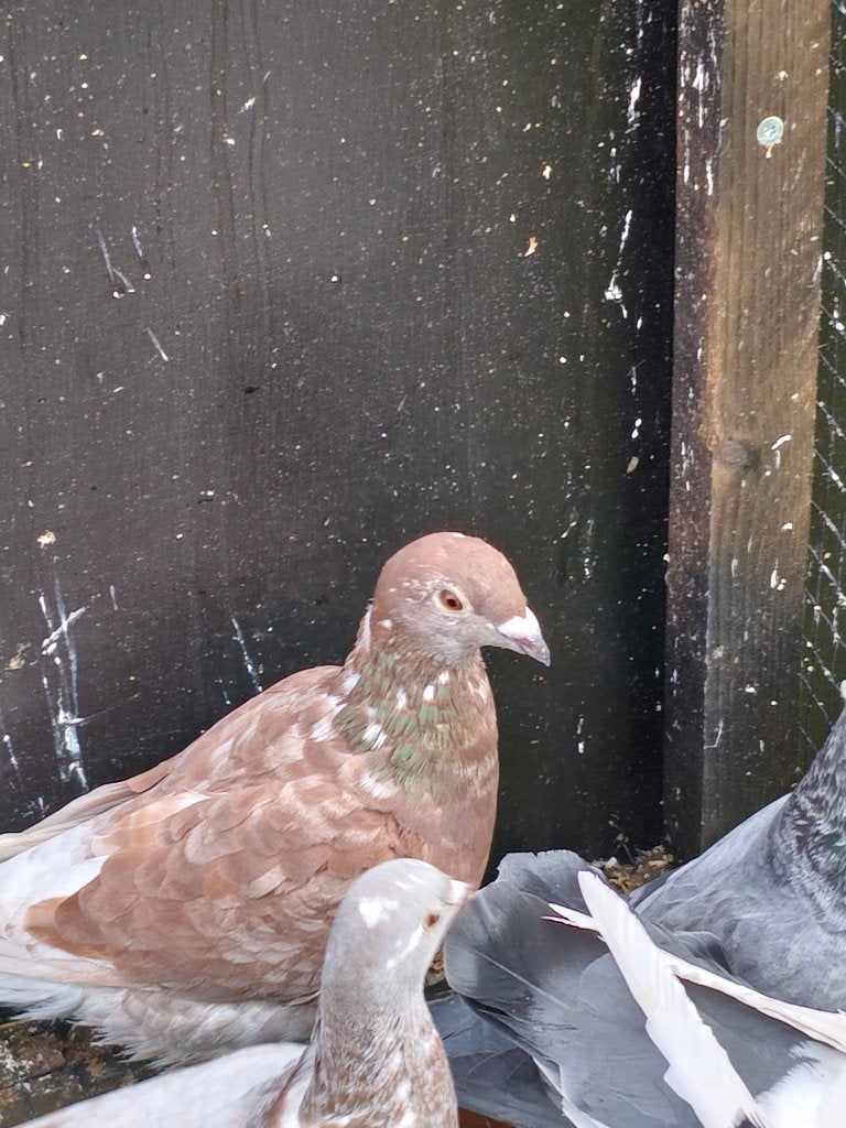 Duif, Dieren en Toebehoren