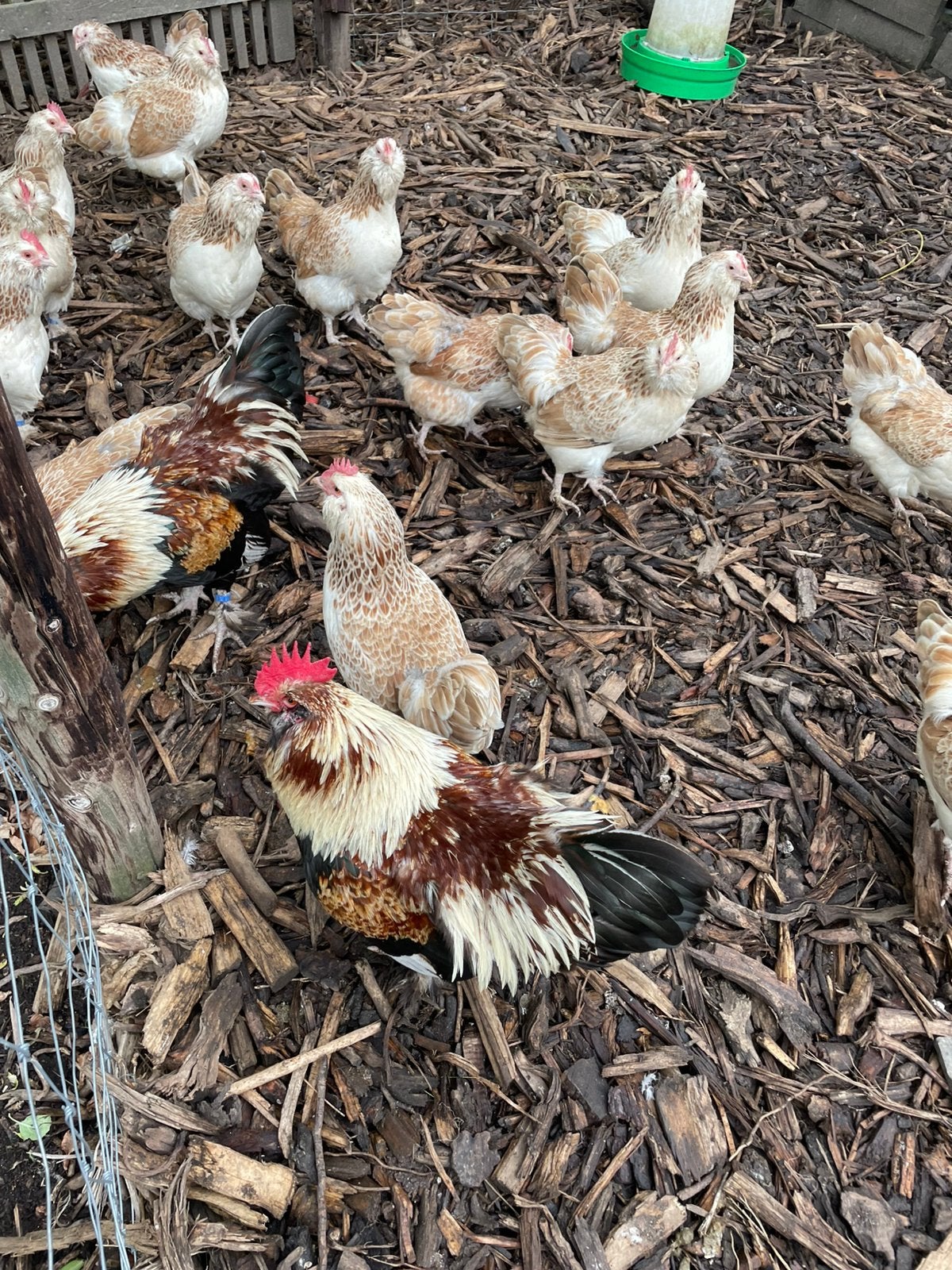 Duitse faverolle krielen, Dieren en Toebehoren