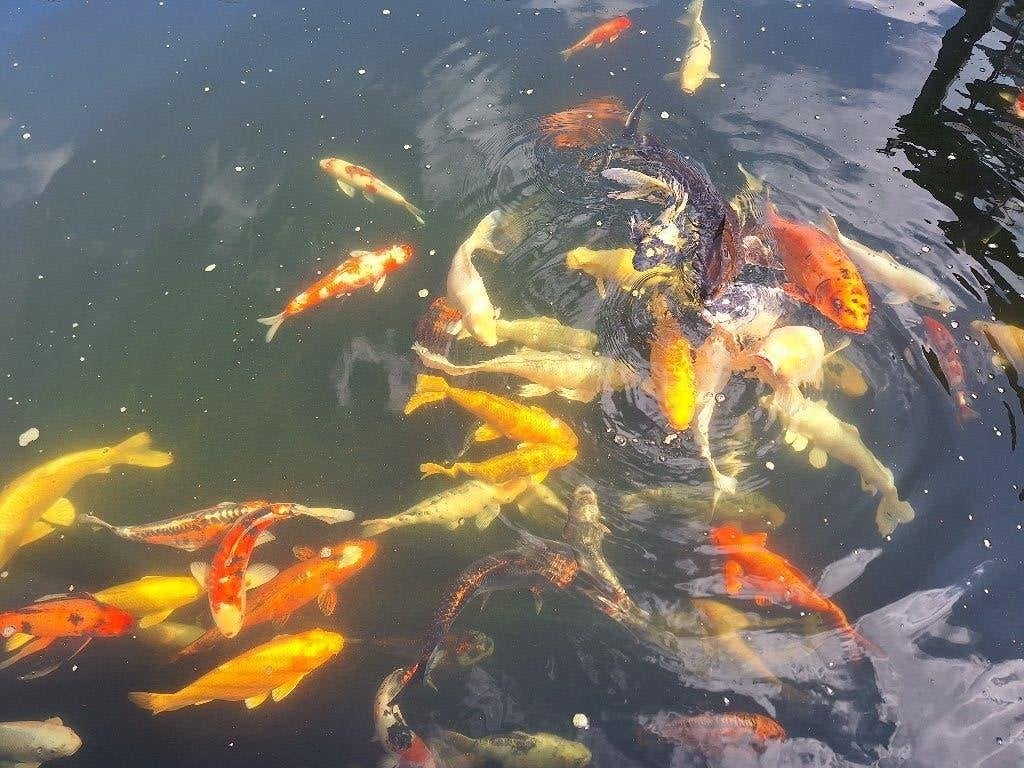 Koi's per stuk, Dieren en Toebehoren, Karper of Koi