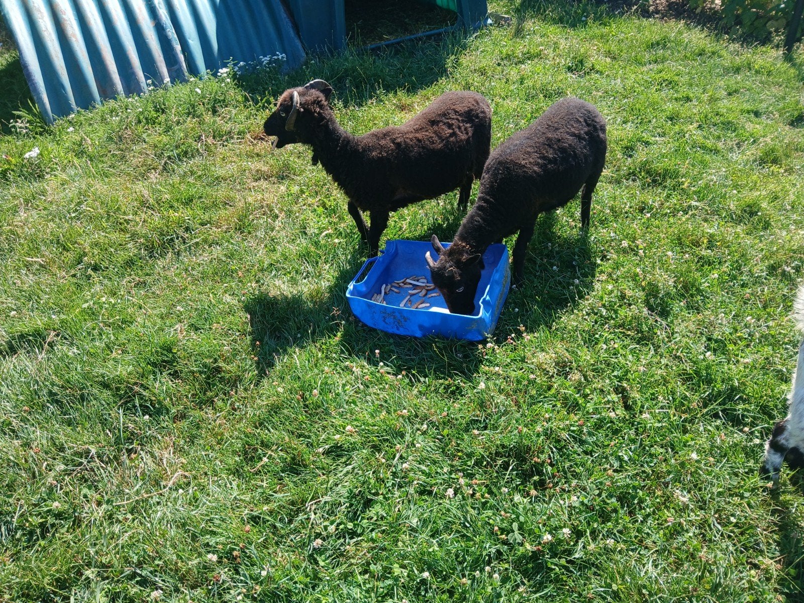 Quessant ooien, Dieren en Toebehoren, Schapen, Geiten en Varkens