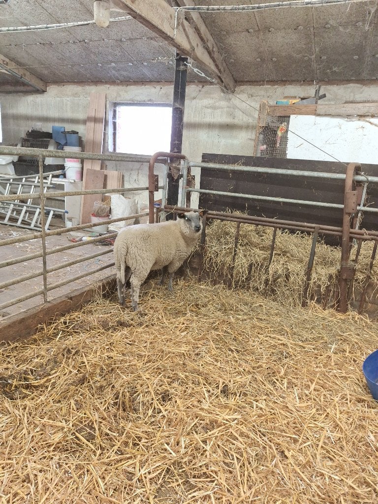 ooi lam, Dieren en Toebehoren, Schapen, Geiten en Varkens, Schaap, 0 tot 2 jaar