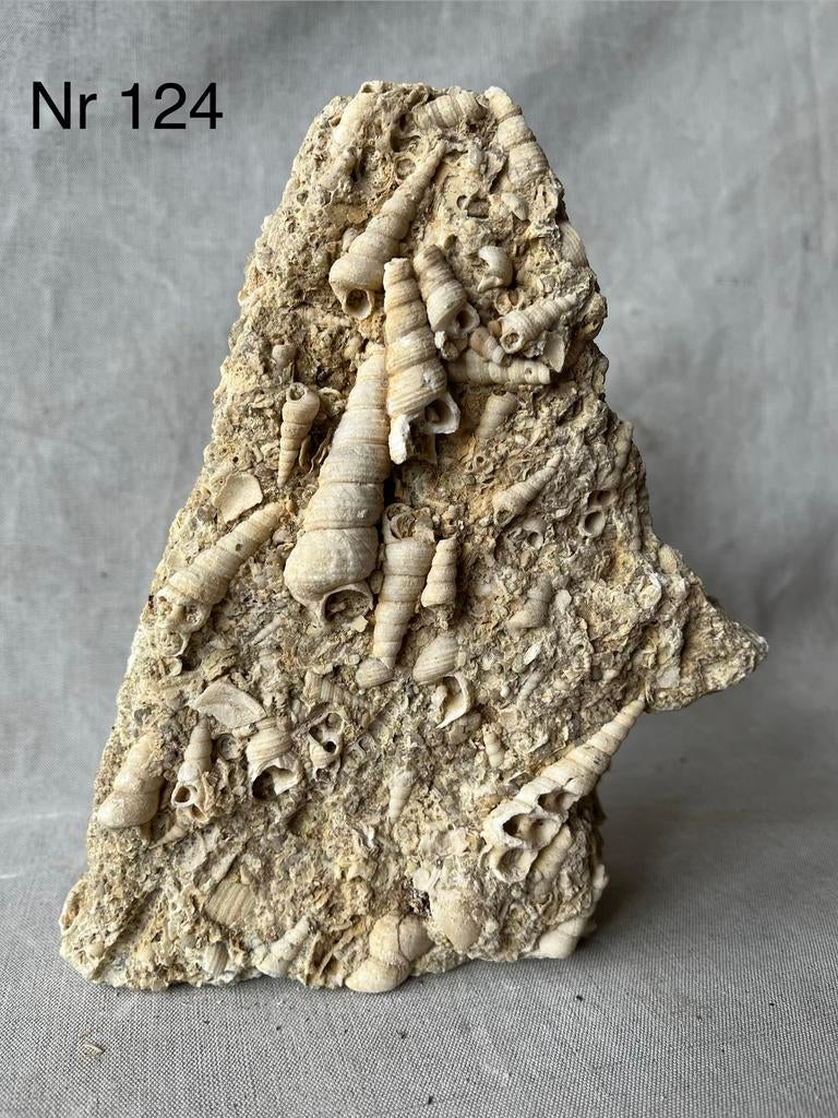 Turitella schelpen op MATRIX , Frankrijk, Verzamelen, Ophalen, Fossiel