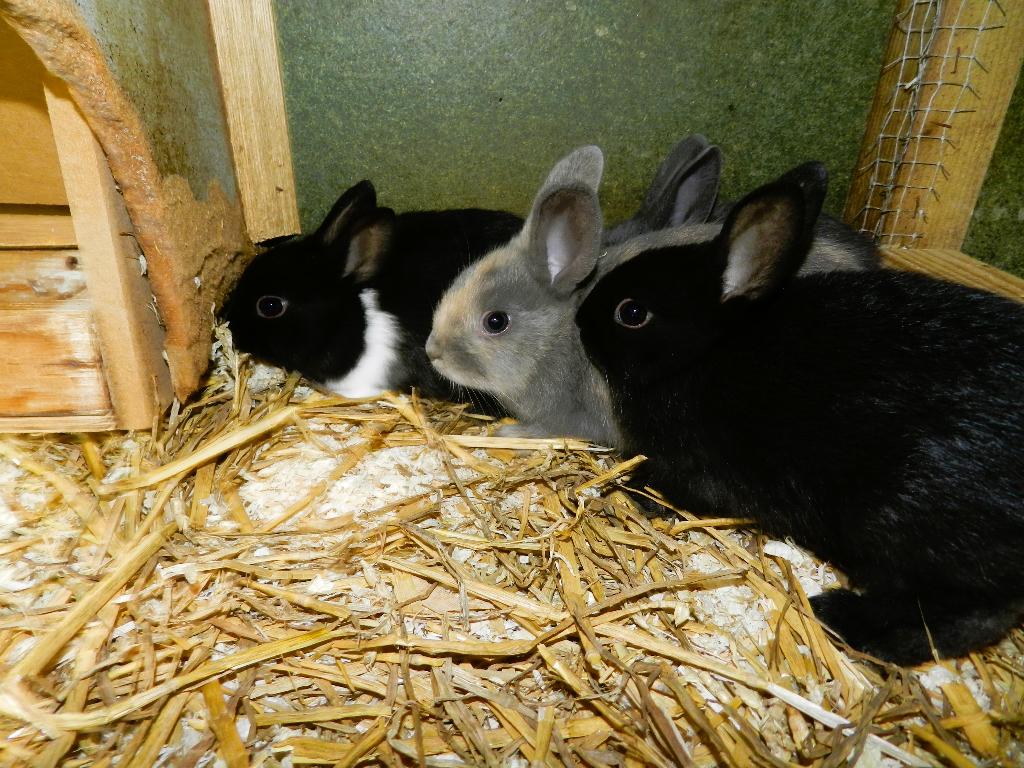 Dwergkonijnen, Dieren en Toebehoren, Konijnen, Meerdere dieren, Dwerg