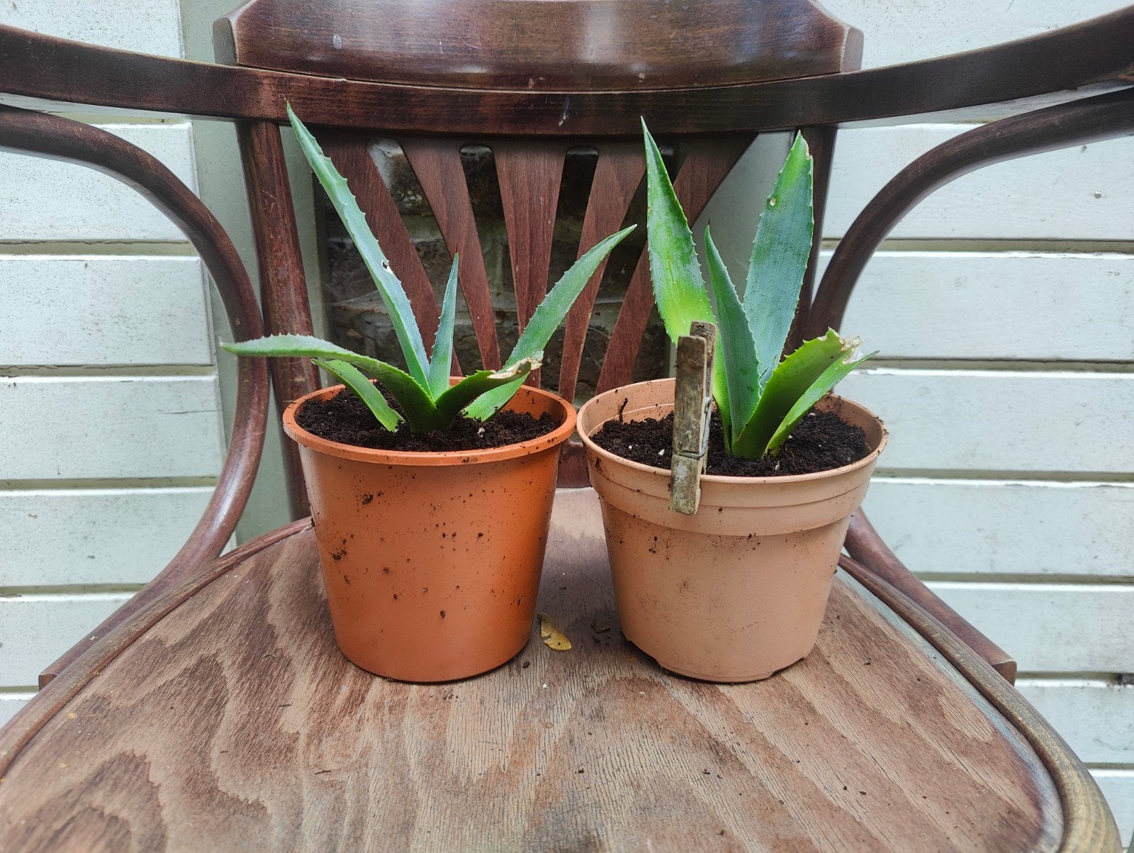 Agave Americana, Ophalen
