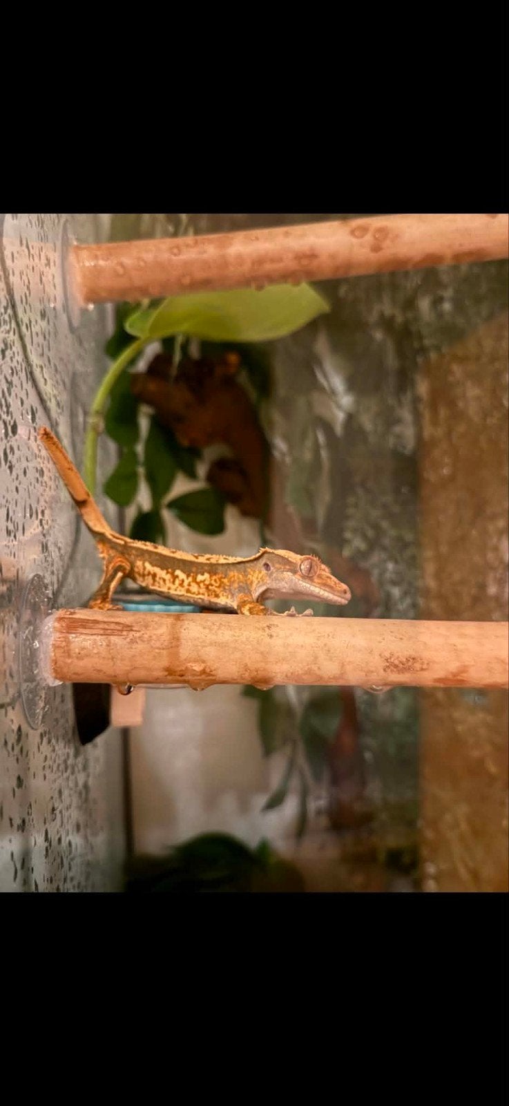 wimpergekko met terrarium groot en klein+ veel extra spullen, Dieren en Toebehoren, Met terrarium
