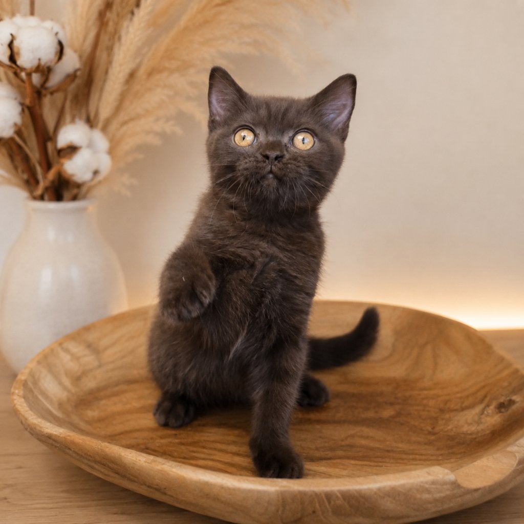 Britse korthaar, Dieren en Toebehoren, Kater, Met stamboom, 0 tot 2 jaar