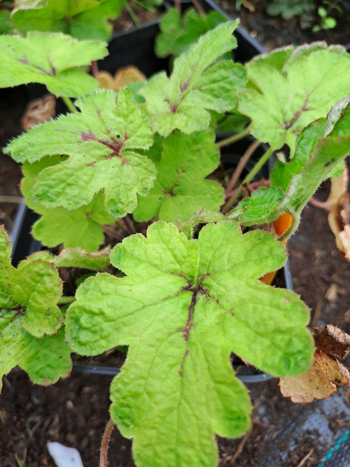 Tiarella Pink Bouquet, Ophalen