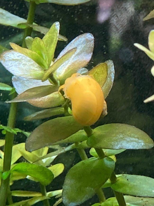 Appelslak (Pomacea diffusa ), Dieren en Toebehoren, Ophalen, Zo goed als nieuw, Overige typen