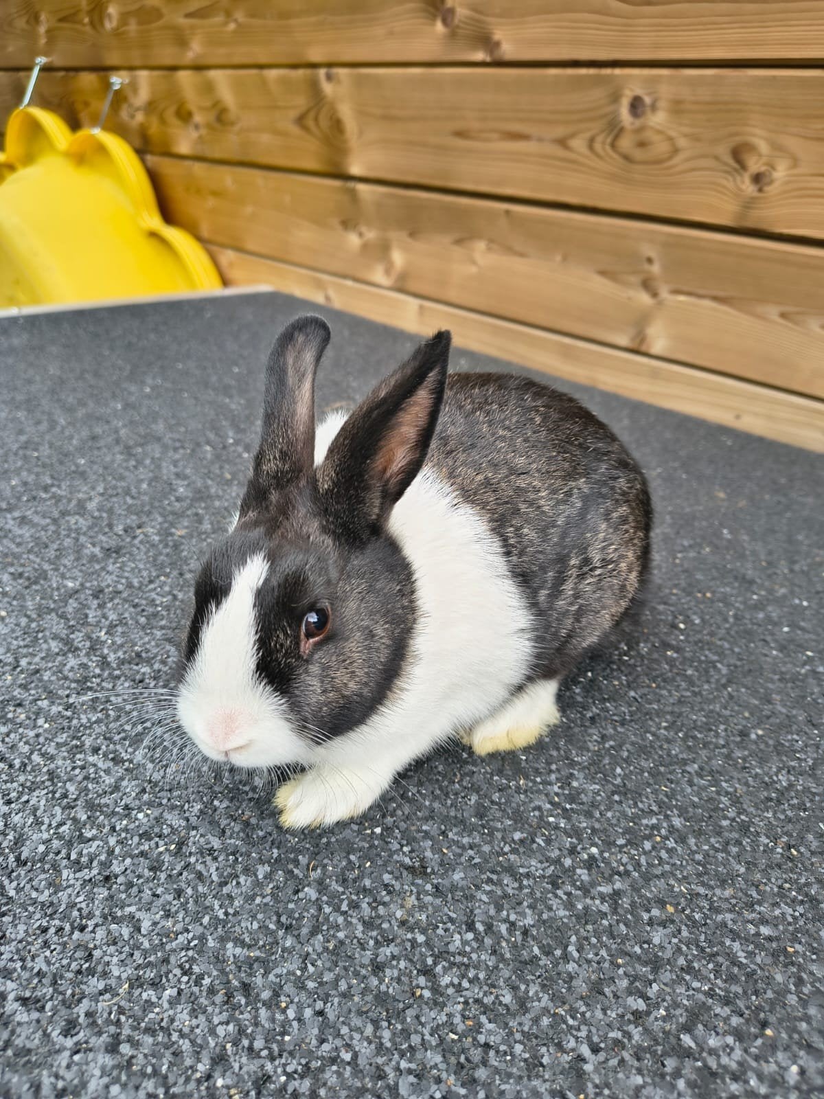 Lapin, Animaux & Accessoires