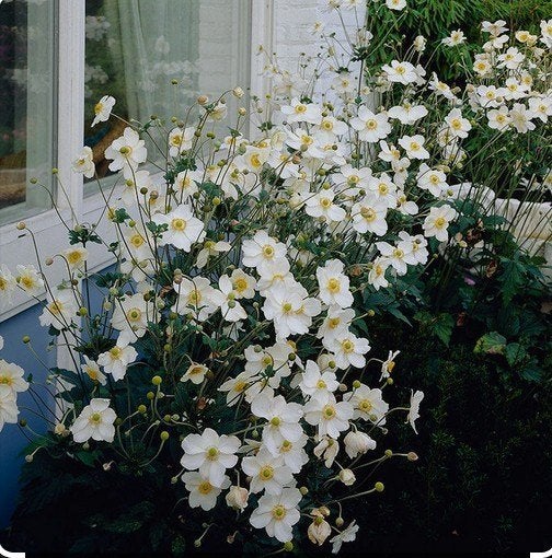 Anemone 'Honorine Jobert', Tuin en Terras, Planten | Tuinplanten, Ophalen, Vaste plant, Halfschaduw