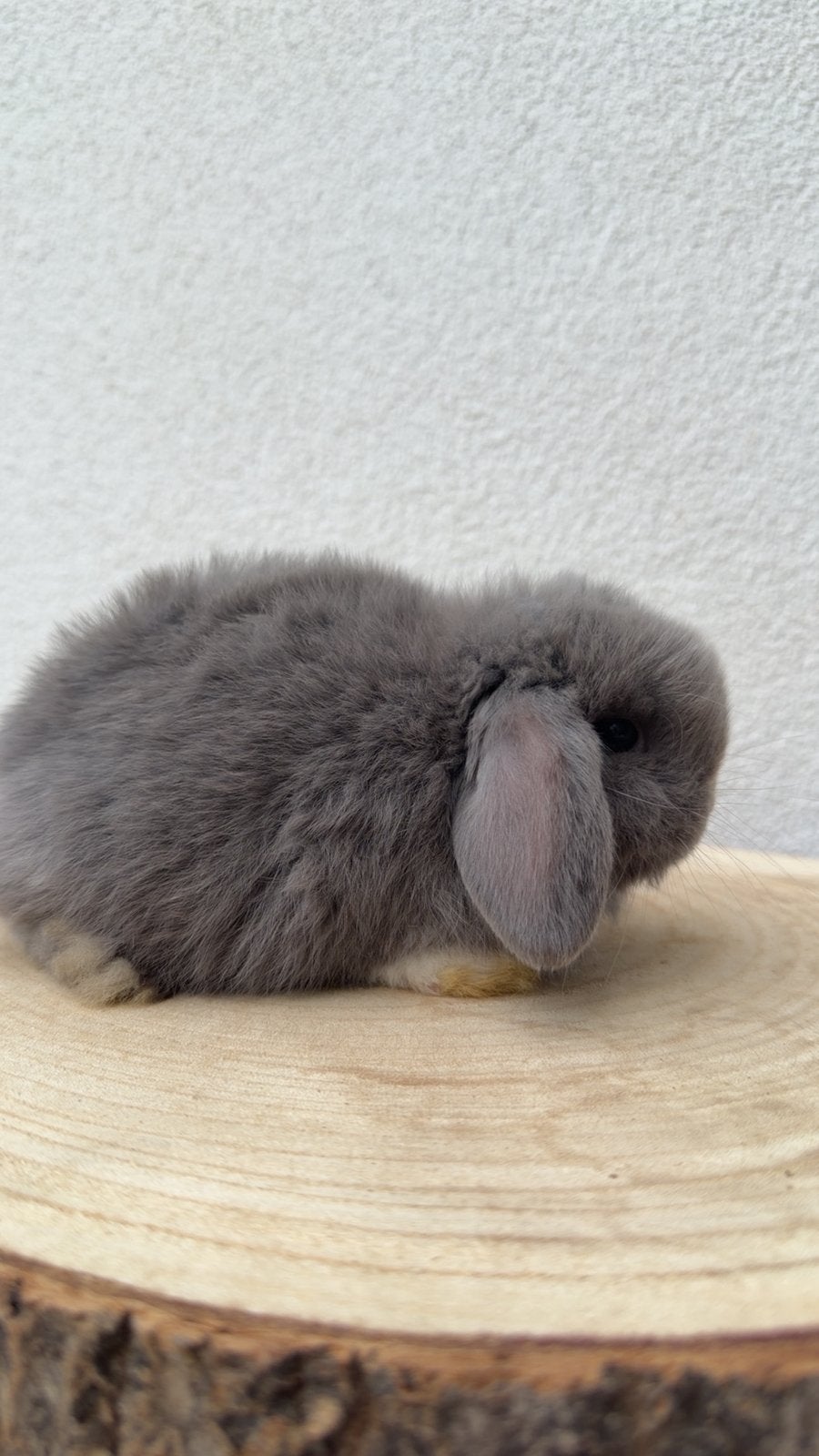 Minilop, Dieren en Toebehoren, Mannelijk, Dwerg, Hangoor, 0 tot 2 jaar