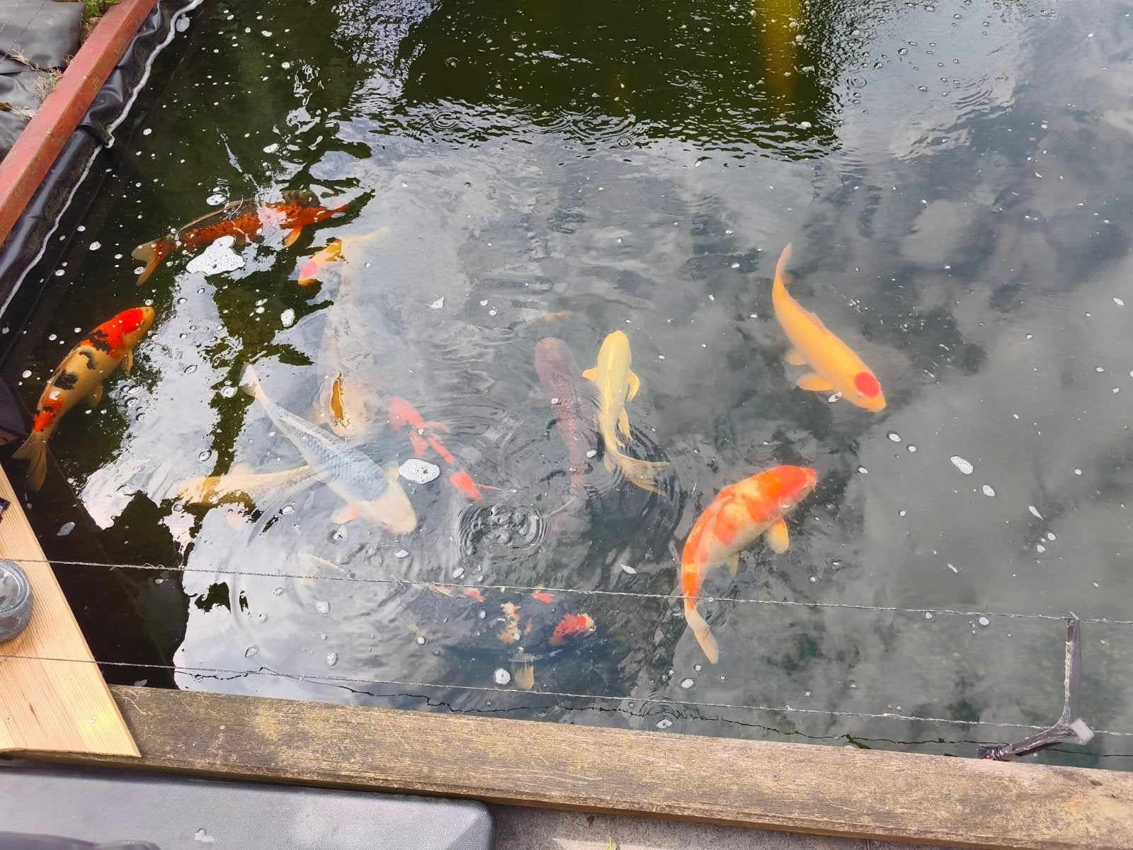 Koi en toebehoren, Dieren en Toebehoren, Karper of Koi