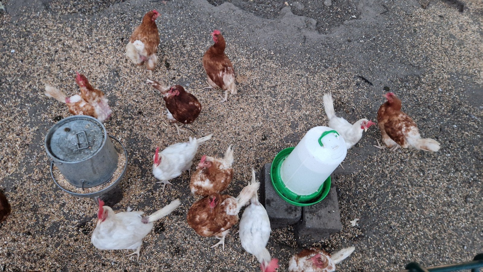 18 poulets à vendre, Femelle, Poule ou poulet