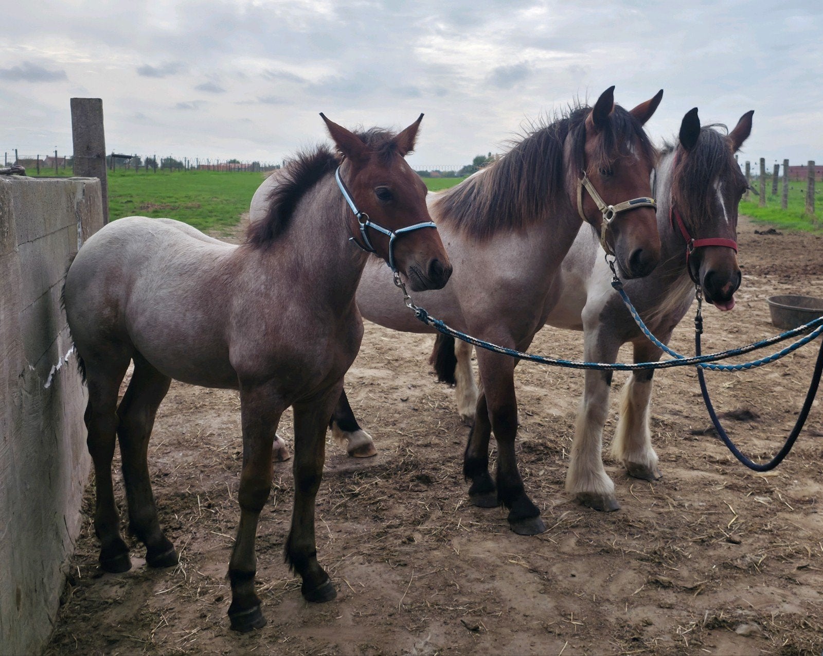 Red roan merrie veulen koudbloed, Avec puce électronique, Moins de 160 cm, Ne s'applique pas, 0 à 2 ans