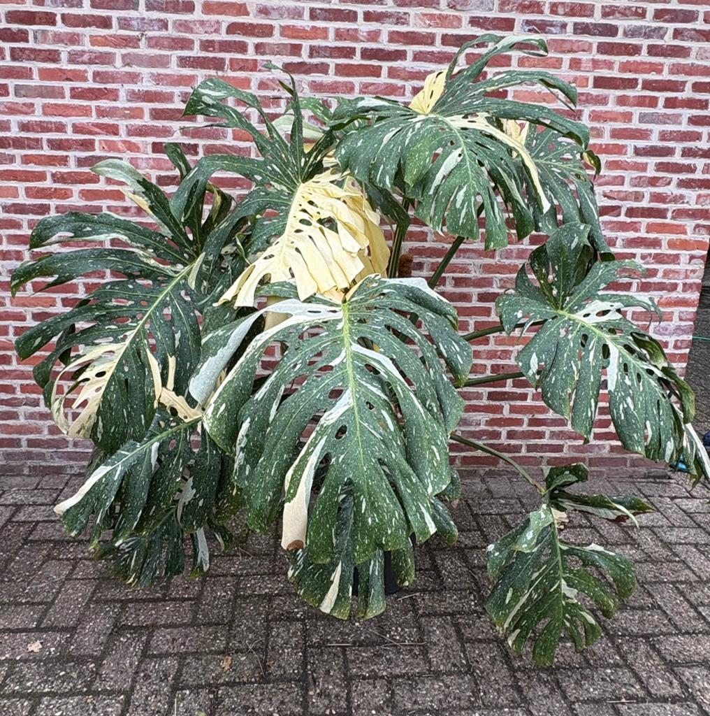 XXL Monstera Thai Constellation, Huis en Inrichting, Kamerplanten, Ophalen