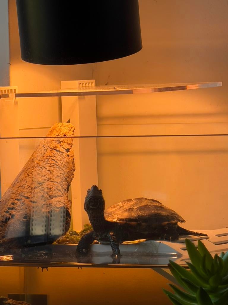 jeune tortue d'eau, Animaux & Accessoires, Enlèvement, Comme neuf