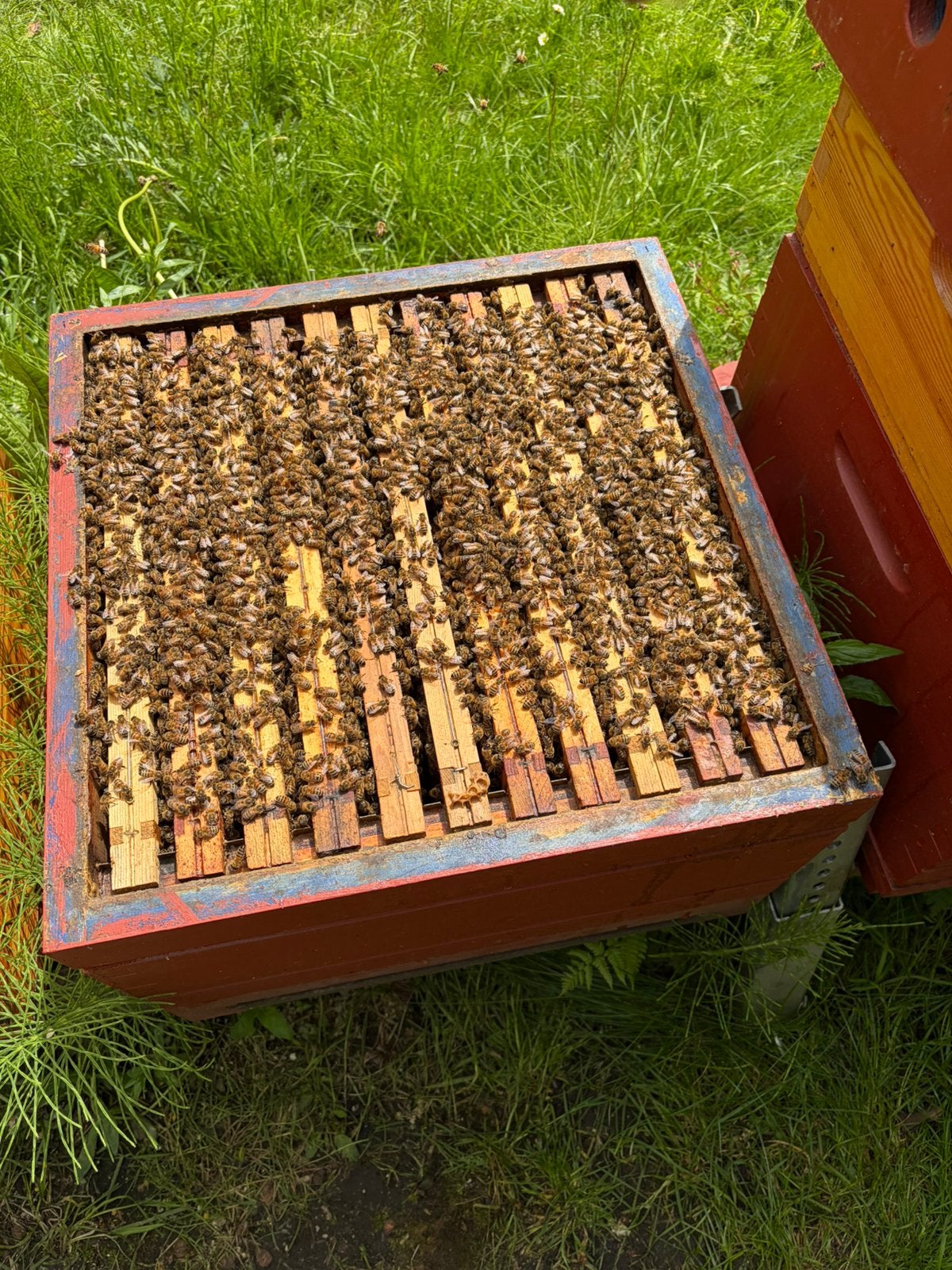 Bijenvolk op 11 ramen simplex, Dieren en Toebehoren, Insecten en Spinnen