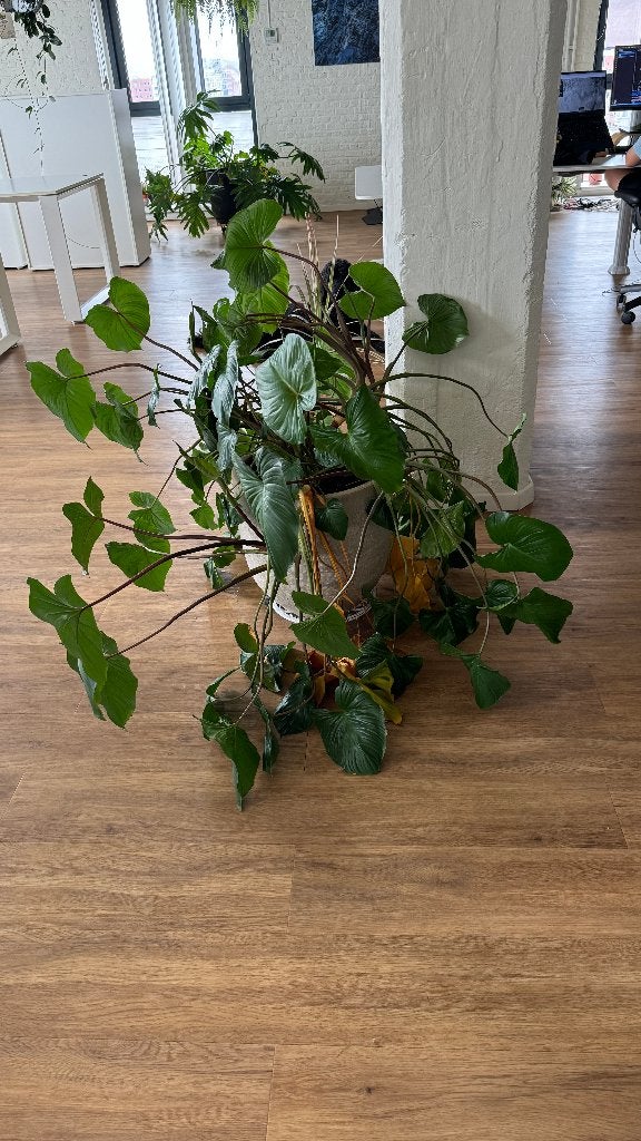 Grote kamerplant met ronde bladeren en witte sierpot, Huis en Inrichting, Groene kamerplant, Ophalen, Overige soorten, In pot