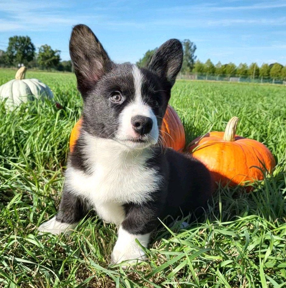 Cardigan Welsh Corgi Chiot/Chiot Corgi/Chiot Welsh Corgi, Animaux & Accessoires, Chien (mâle), Maladie de Carré (chiens), Autres races