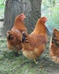 les 7 derniers poussins feminin 25 euros, Femelle, Poule ou poulet