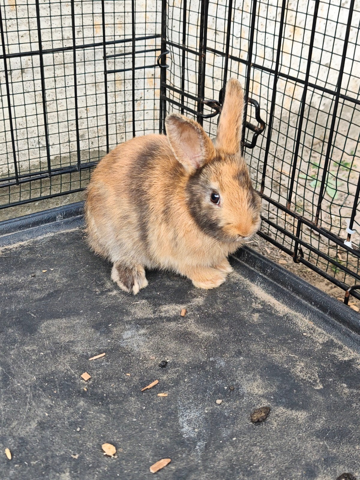 Dwergkonijn, Dieren en Toebehoren, Dwerg, 0 tot 2 jaar