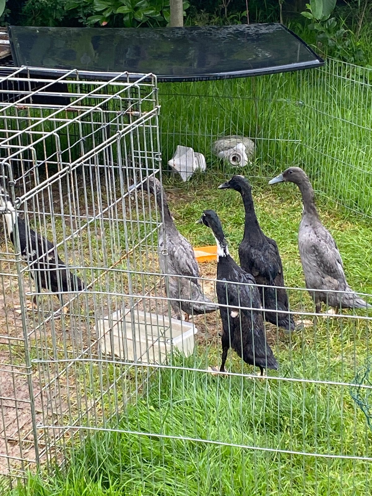 Indische loopeenden, Meerdere dieren, Eend