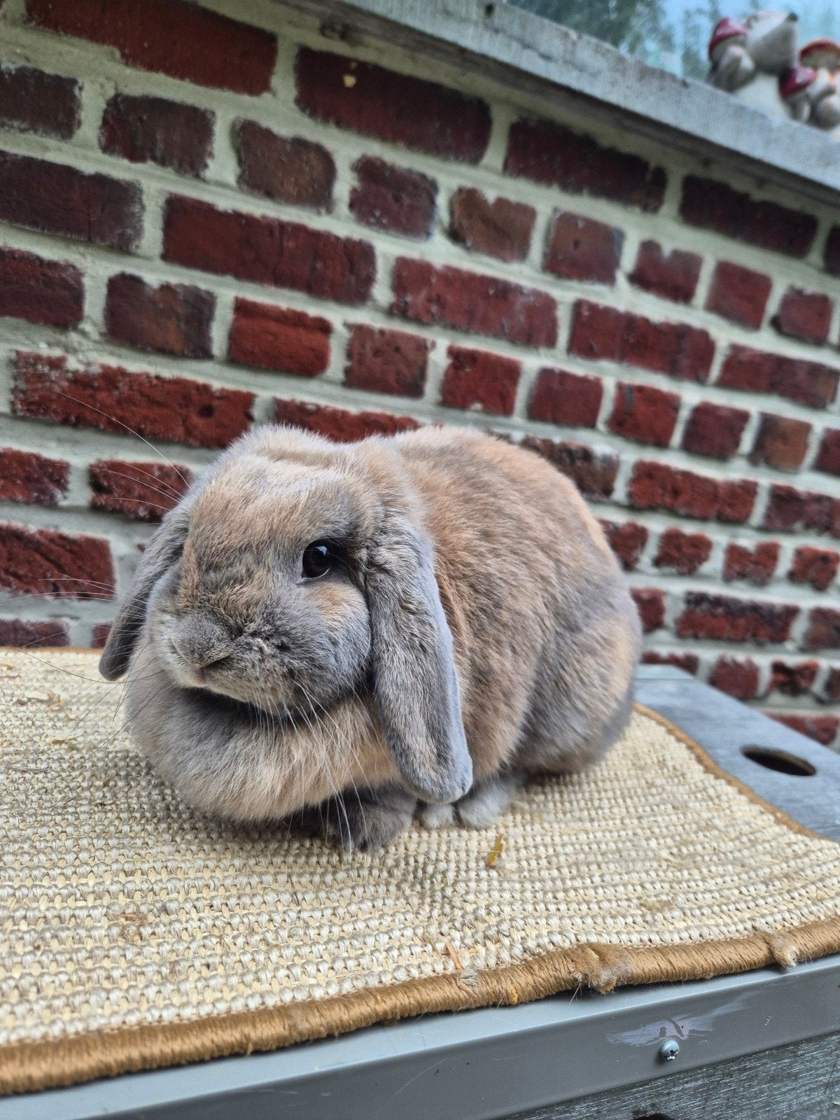 Nederlandse hangoordwerg voedster, Femelle, Nain, Oreilles tombantes, 0 à 2 ans