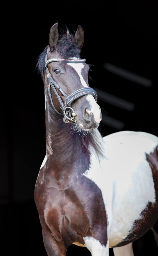 Prachtige 5-jarige Barock Pinto merrie, Merrie, Minder dan 160 cm, Met stamboom, Dressuurpaard