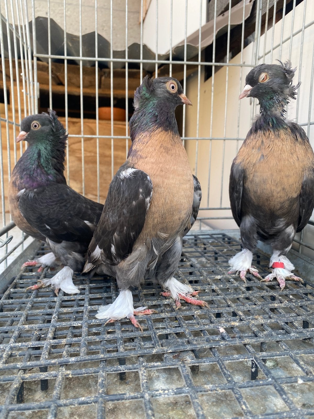 Takla miro orjinal 3x, Dieren en Toebehoren