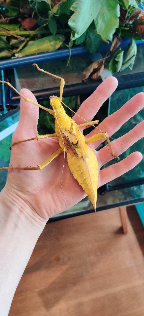 Heteropteryx dilatata ''Yellow'' wandelende tak, Dieren en Toebehoren, Wandelende tak