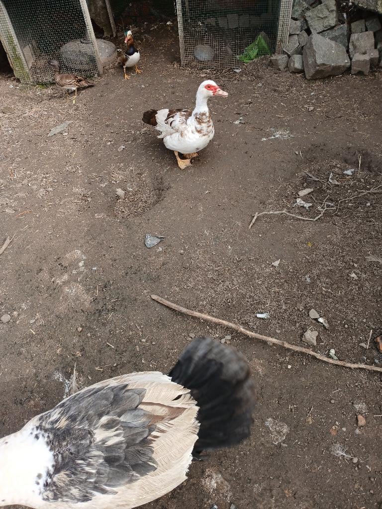 Koppel barbarie eenden, Meerdere dieren, Eend