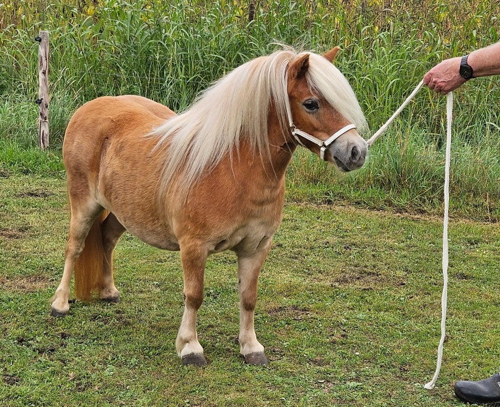 Uiterst aansprekende Shetlander, NSPS merrie met 2de premie, Merrie, Met stamboom, A pony (tot 1.17m), 3 tot 6 jaar