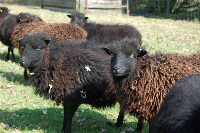 weidedieren opvang, Animaux & Accessoires, Moutons, Chèvres & Cochons