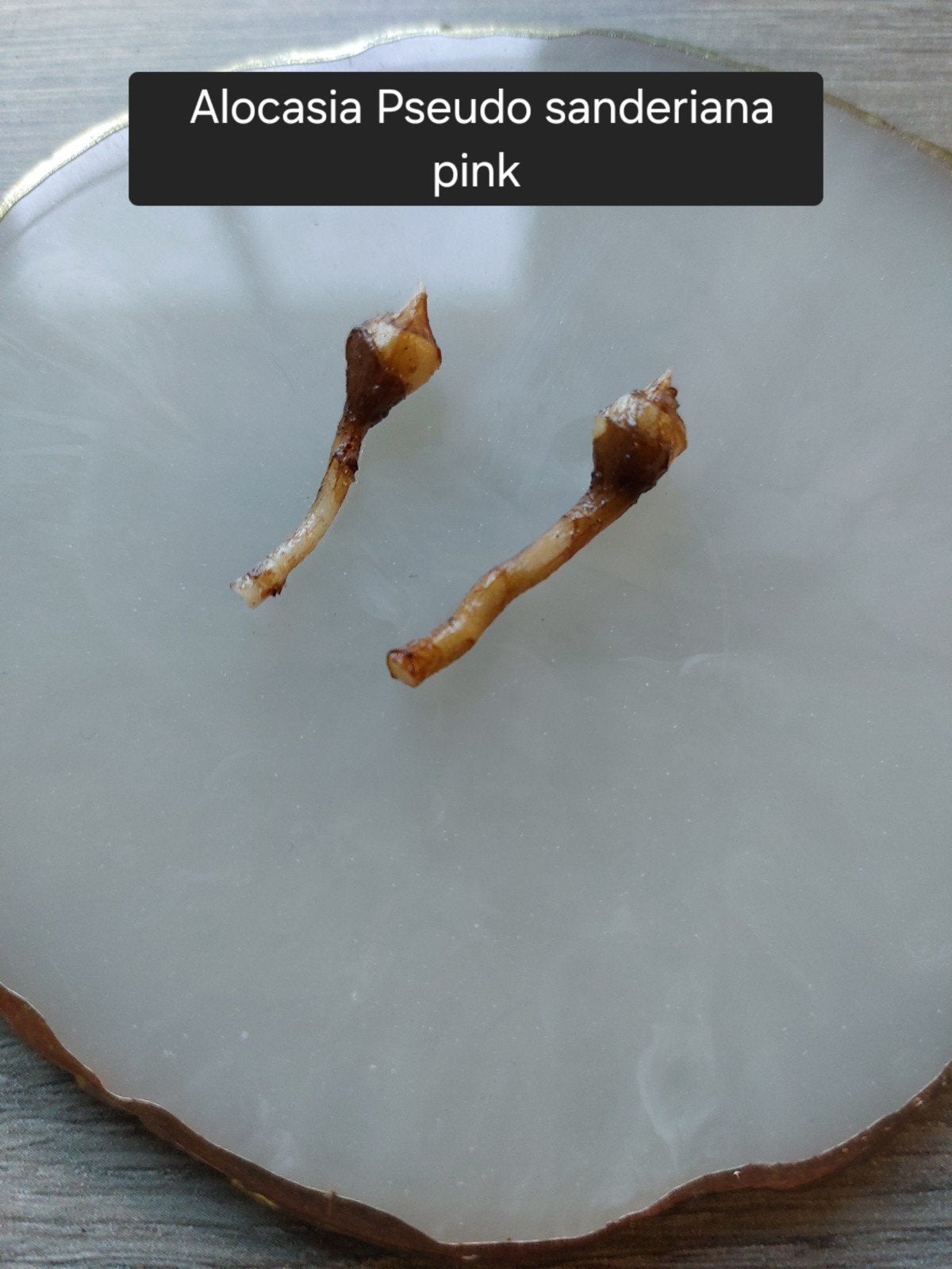 Alocasia Pseudo sanderiana pink knol, Ophalen of Verzenden