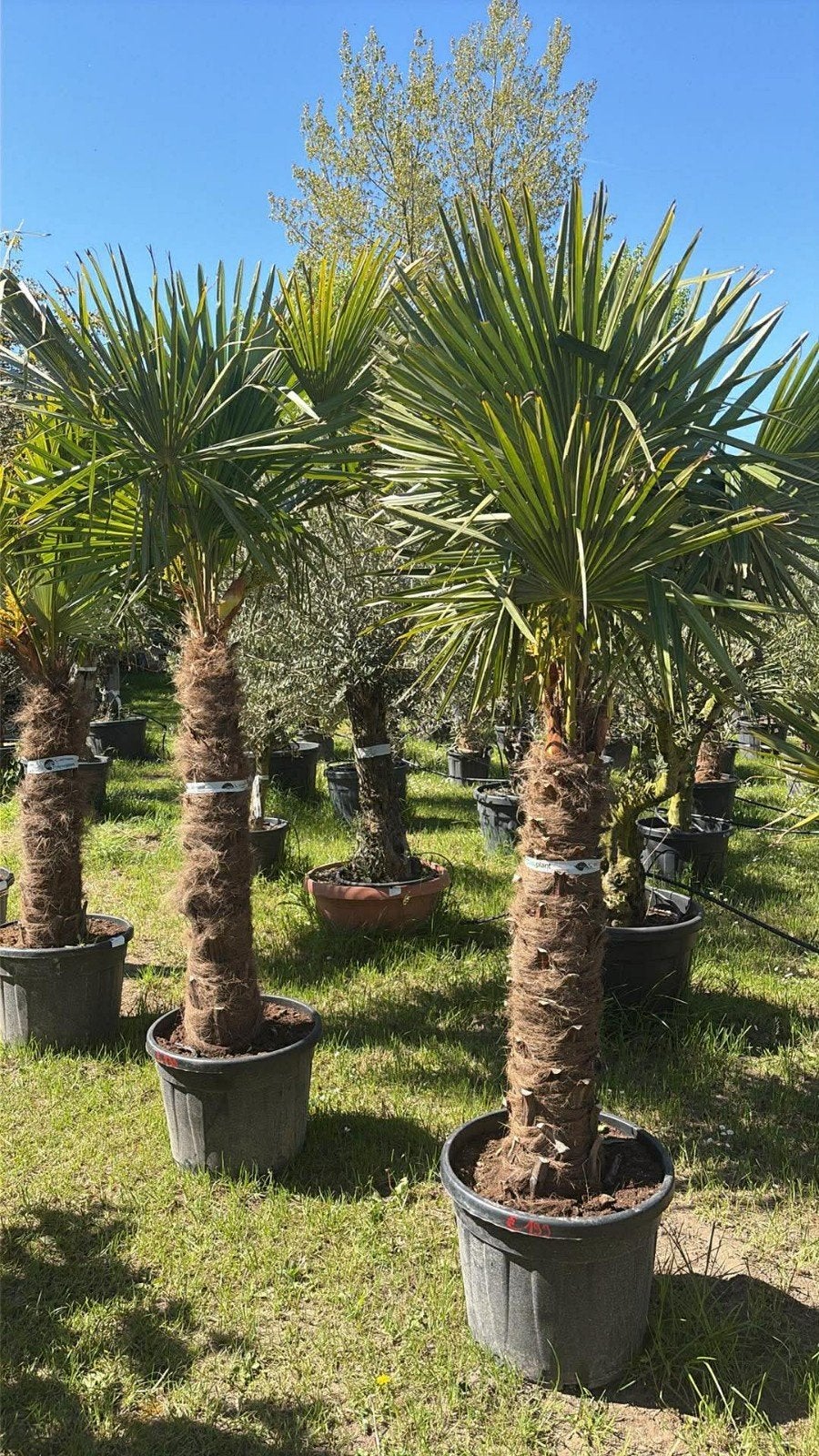 ‼️palmbomen trachycarpus fortunei aan promoprijzen ‼️, Tuin en Terras, Ophalen