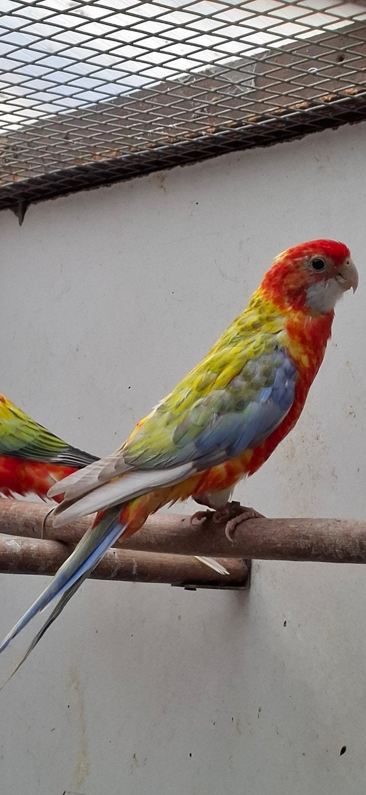 opaline pastel bonte witvleugel split blauw en golden, Dieren en Toebehoren, Mannelijk, Parkiet, Geringd