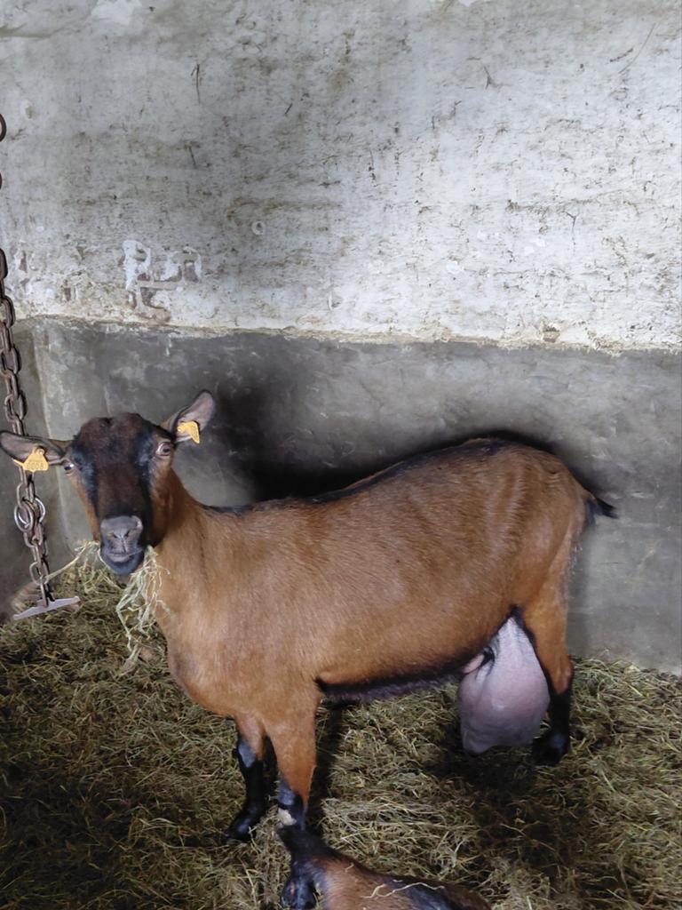 Gros bouc, Chèvre