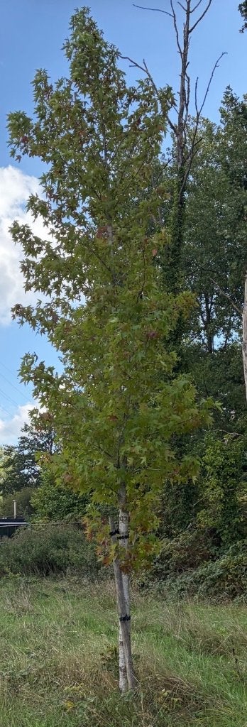 Boom LIQUIDAMBAR STYRICIFLUA, Tuin en Terras, Ophalen, Overige soorten, 250 tot 400 cm