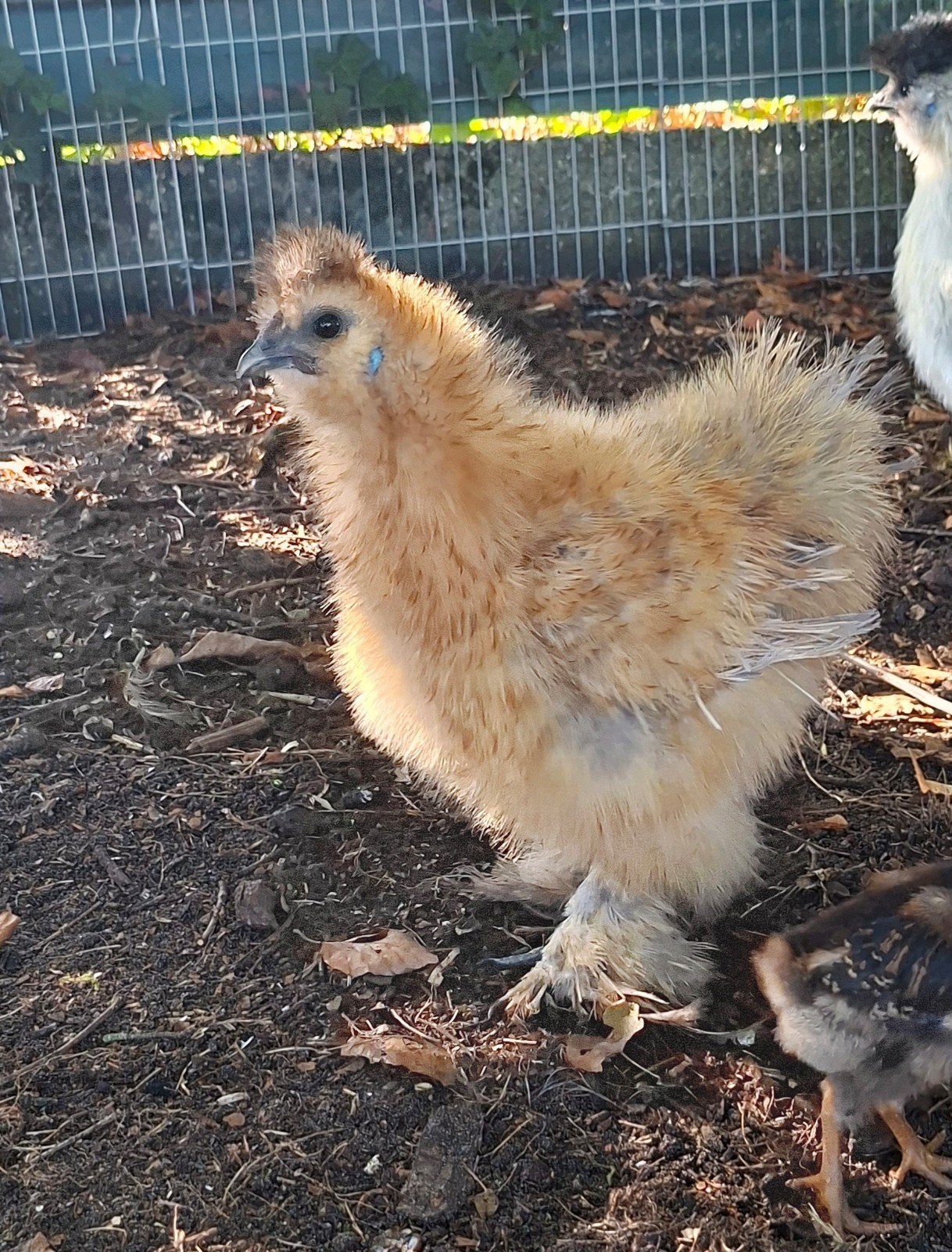 raszuivere zijdehoen hen, Dieren en Toebehoren, Vrouwelijk, Kip