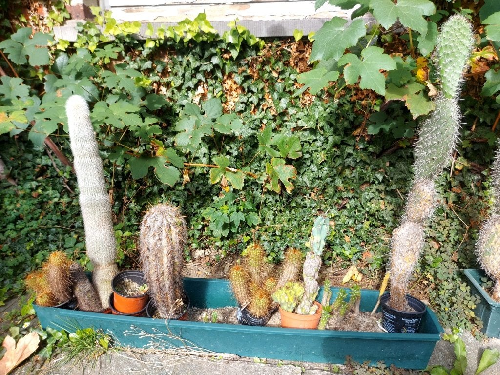cactussen, Ophalen, In pot