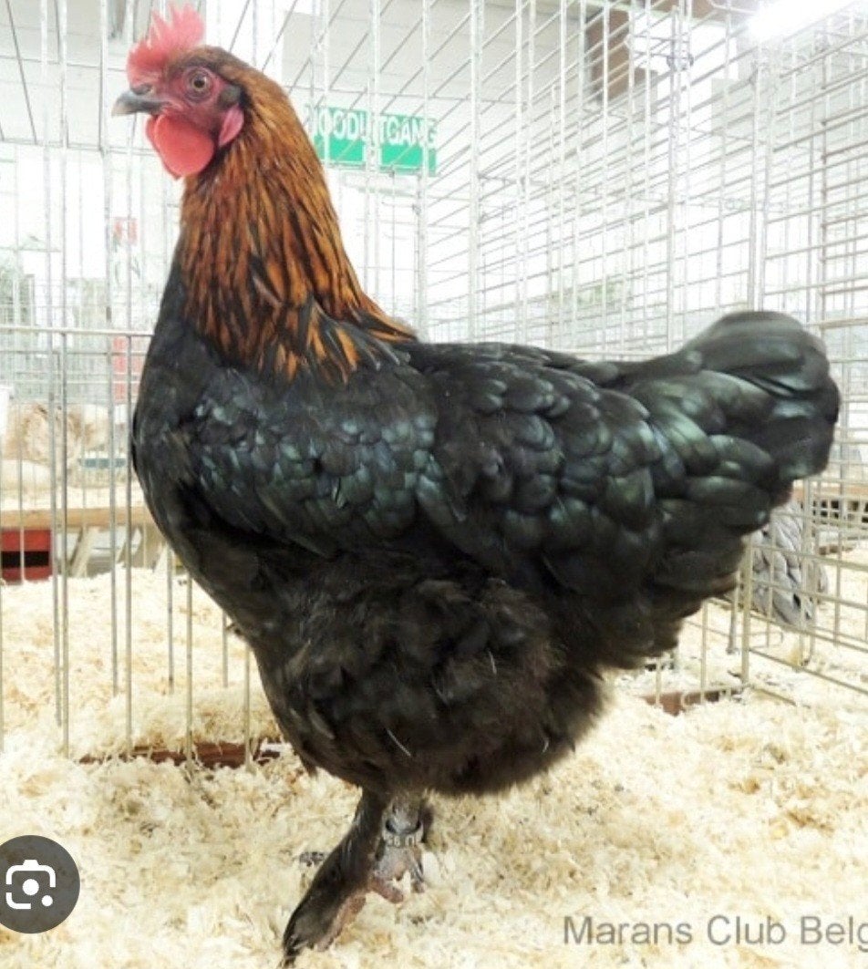 marans kippen, Dieren en Toebehoren