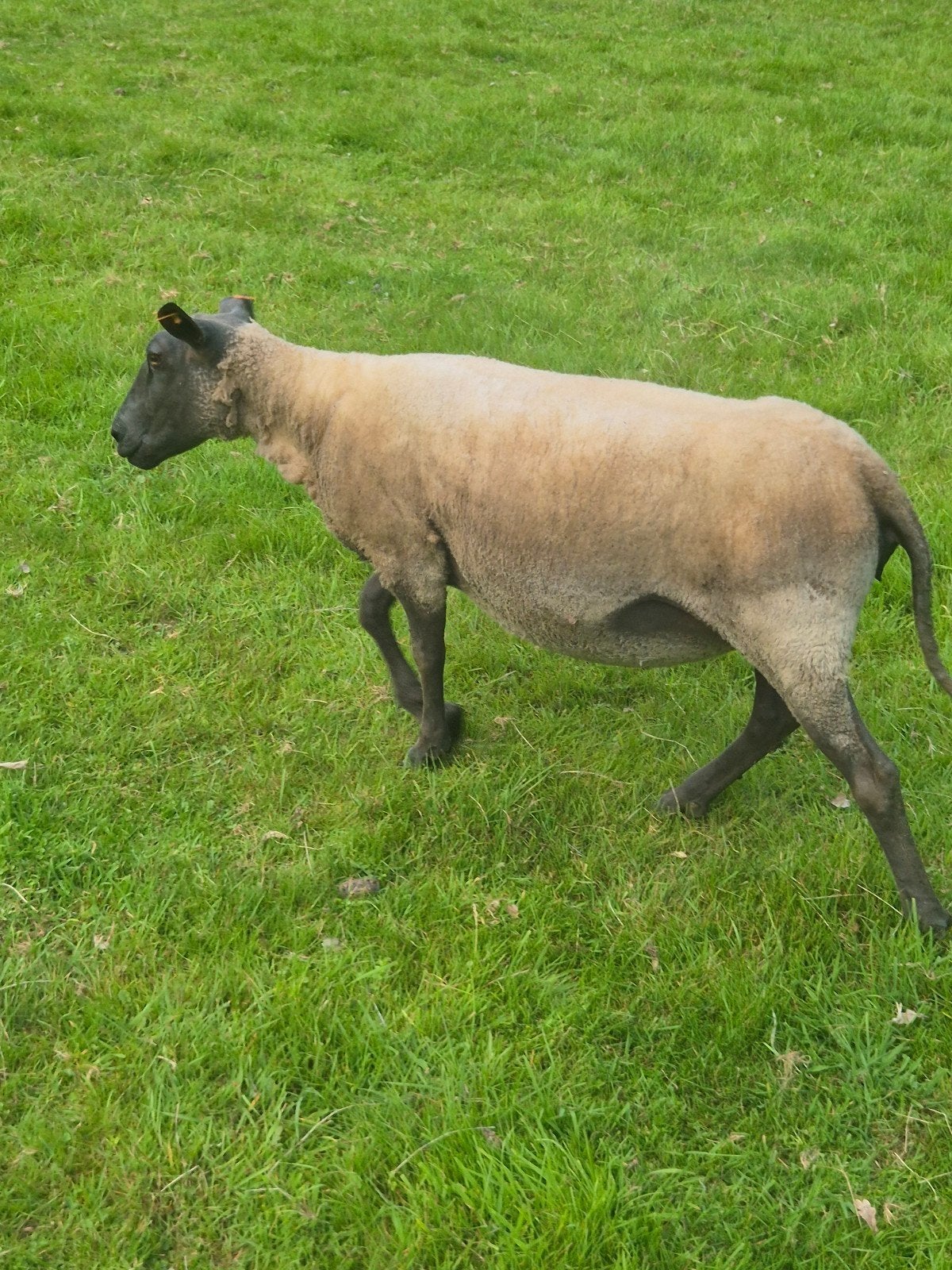 2 schapen te koop