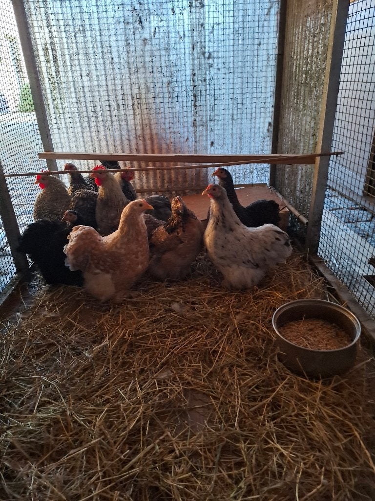Cochin kriel, Dieren en Toebehoren, Meerdere dieren, Kip