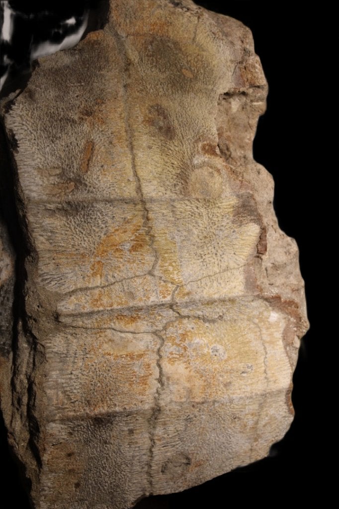 Carapax avec fragments d'os de tortue, Enlèvement ou Envoi, Fossile