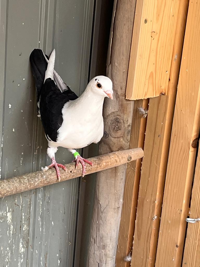 sierduif, Dieren en Toebehoren, Vogels | Duiven, Mannelijk, Overige soorten