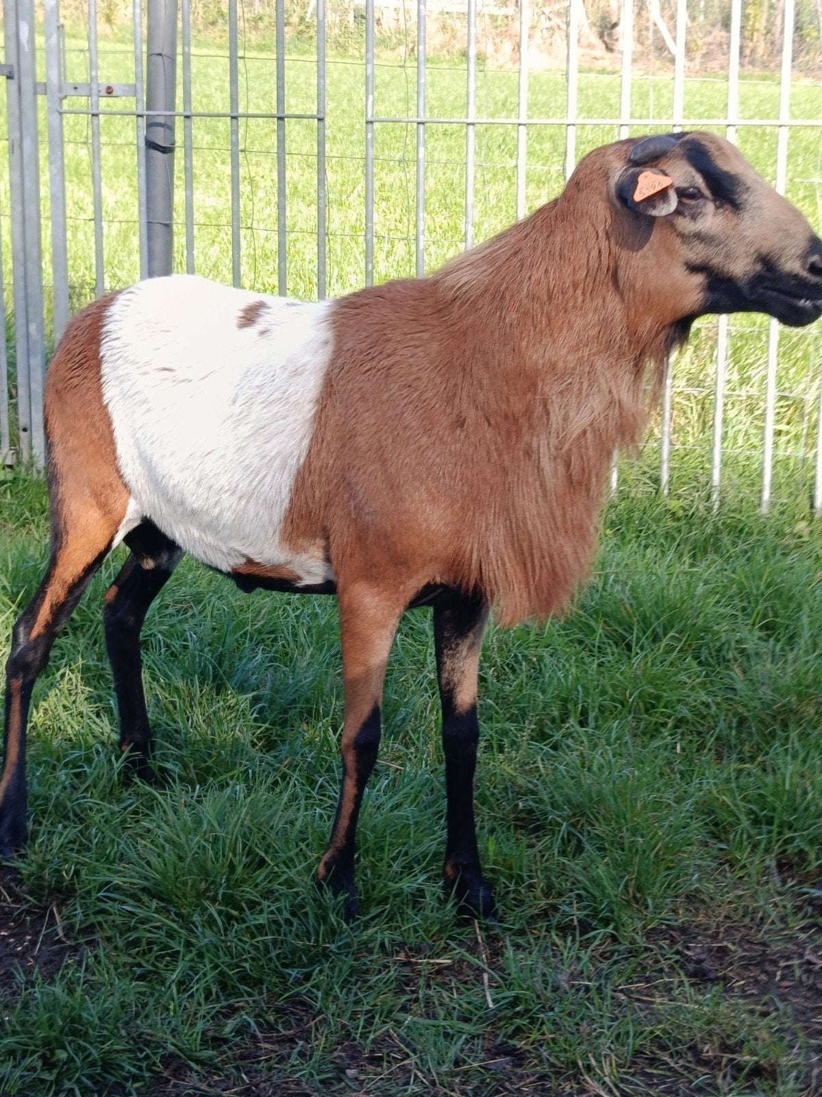 mooie ram