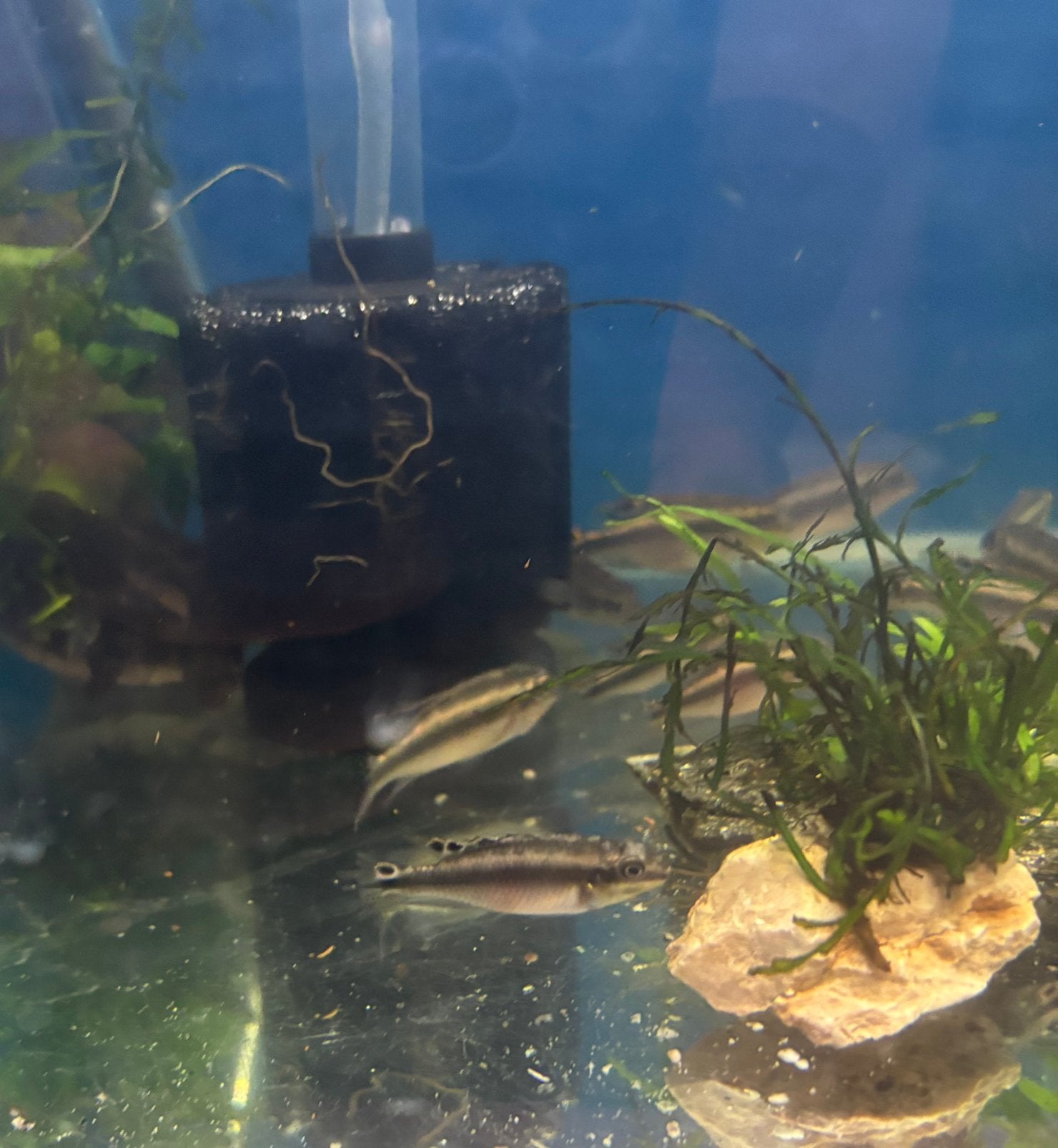 Kersenbuik cichilide, Dieren en Toebehoren, Vis, Zoetwatervis