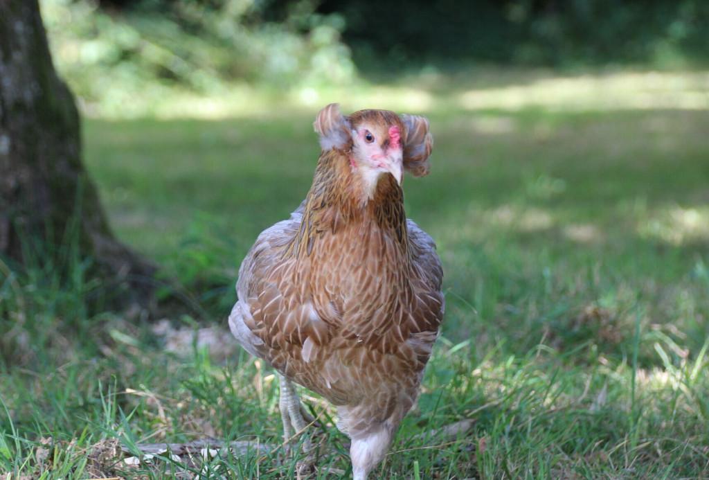 blauw leggers araucana 4+1 GRATIS 100% hennen 0499/082381, Vrouwelijk, Kip